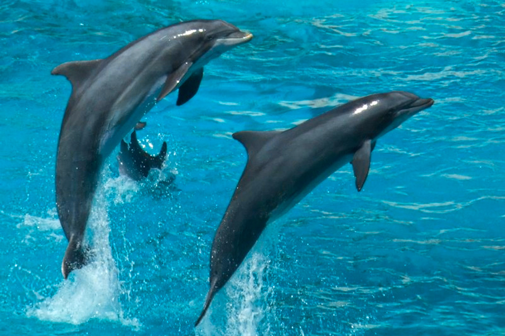 science, biodiversity, marine life, dolphins, communication, recognition