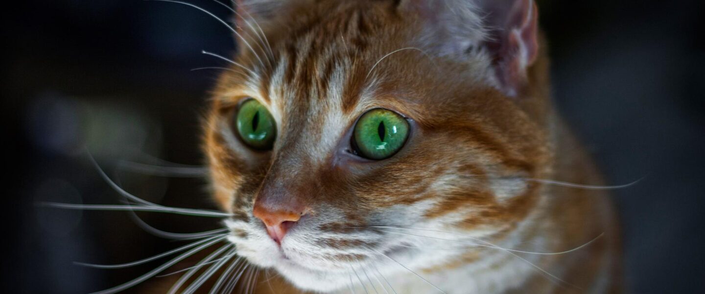 science, biology, genetics, ginger cats, mutation
