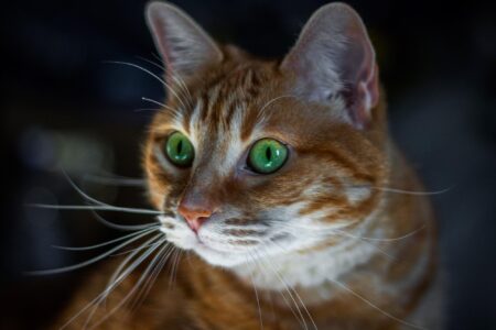 science, biology, genetics, ginger cats, mutation