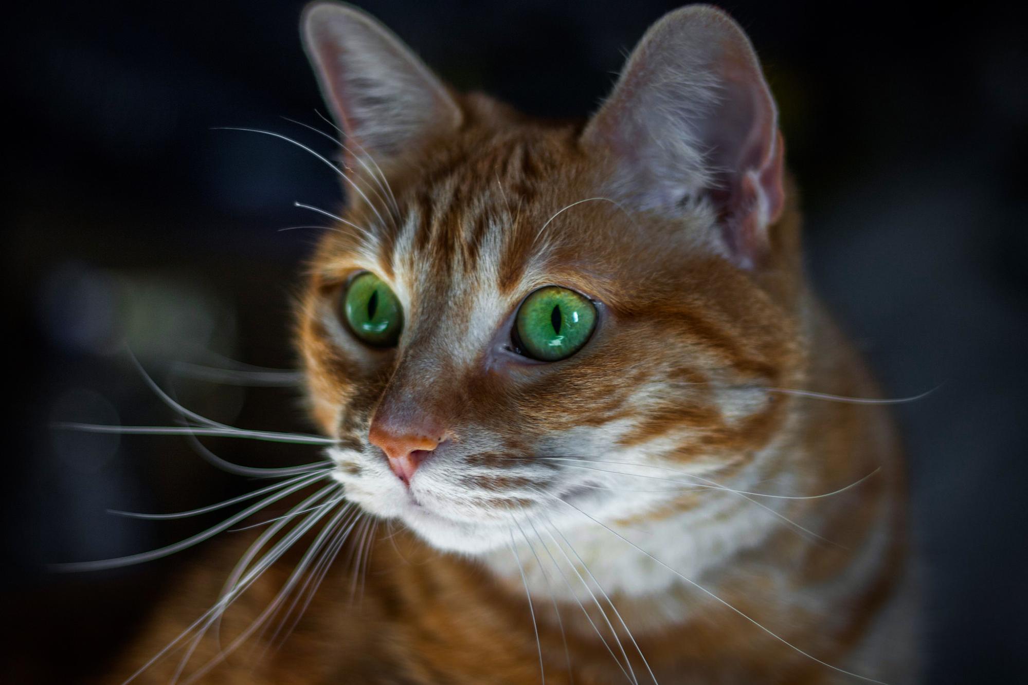 science, biology, genetics, ginger cats, mutation