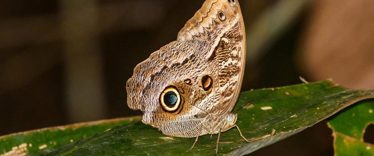 climate crisis, global warming, Amazon rainforest, drought, 24-year-long experiment