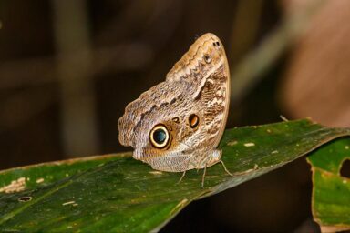 climate crisis, global warming, Amazon rainforest, drought, 24-year-long experiment