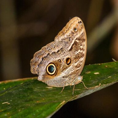 climate crisis, global warming, Amazon rainforest, drought, 24-year-long experiment