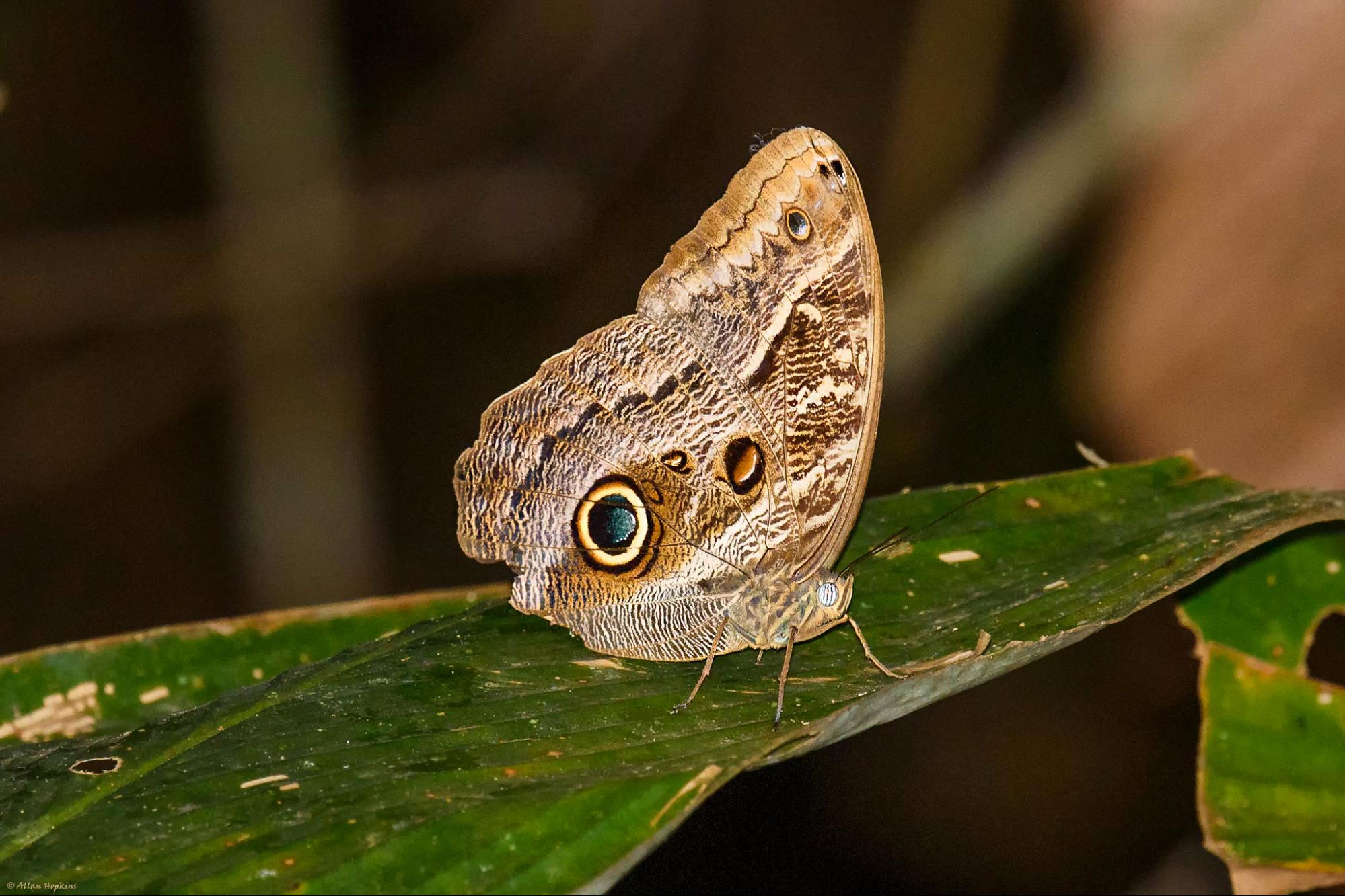 climate crisis, global warming, Amazon rainforest, drought, 24-year-long experiment