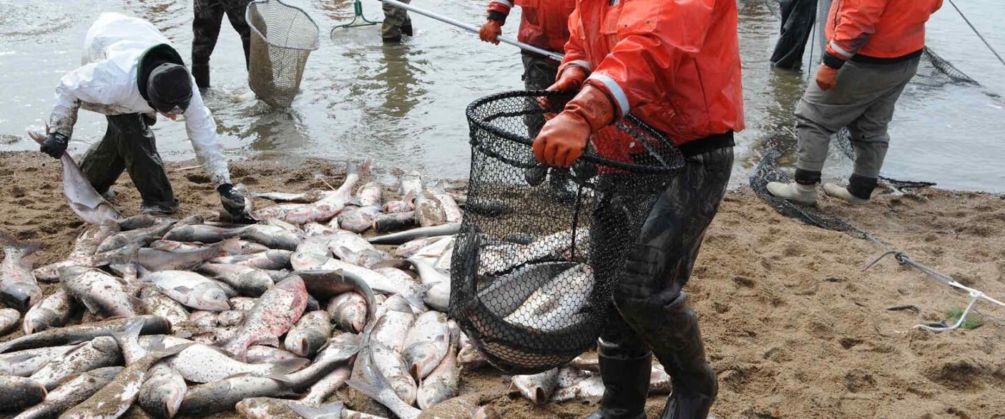 240,000 pounds of invasive Silver Carp removed