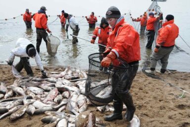 240,000 pounds of invasive Silver Carp removed