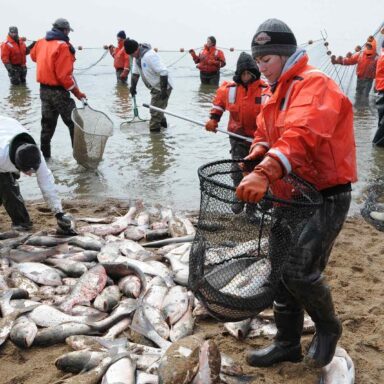 240,000 pounds of invasive Silver Carp removed