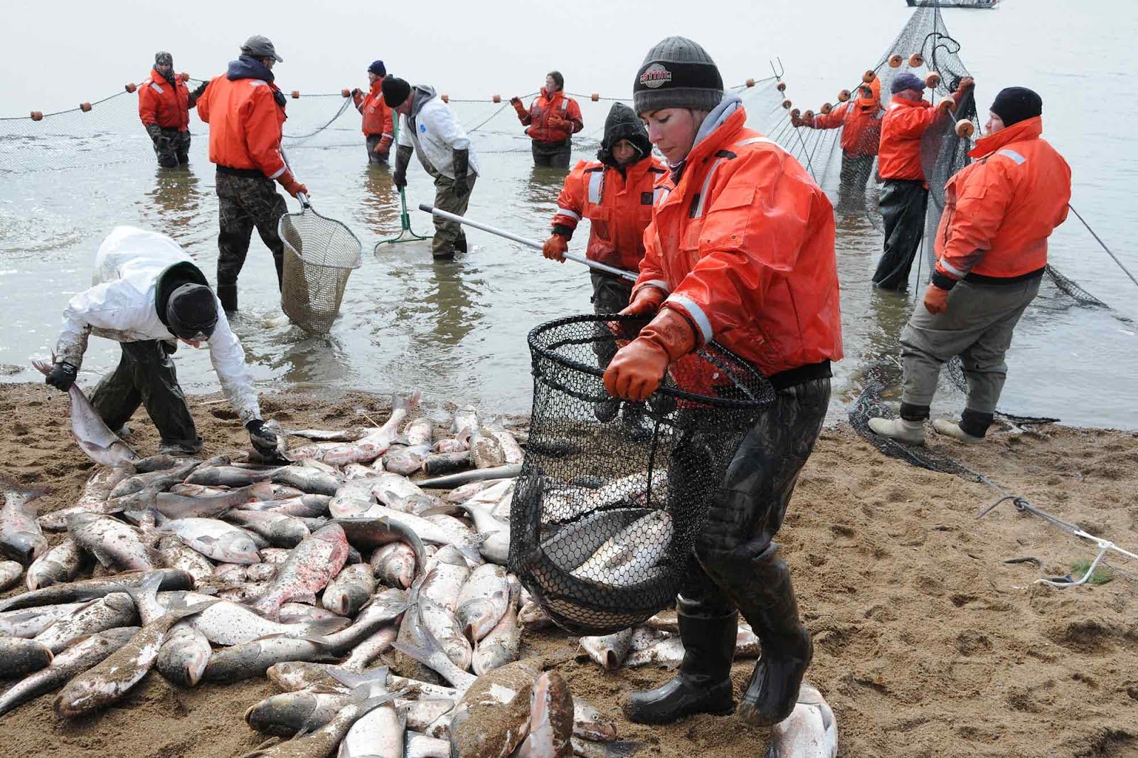 240,000 pounds of invasive Silver Carp removed
