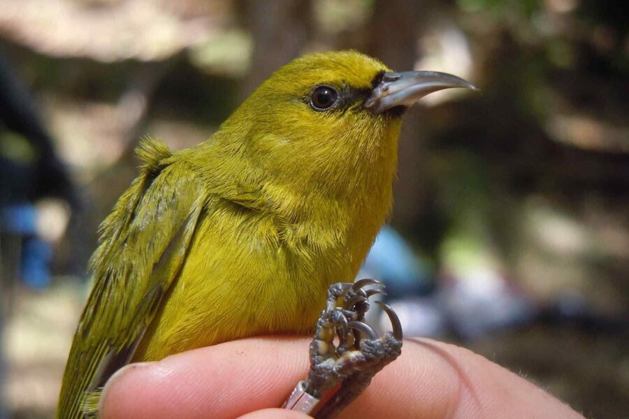 Hawai'i 'amakihi