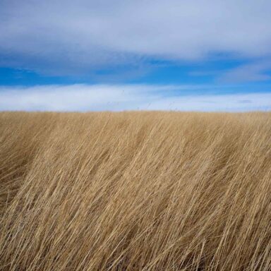 Minnesota, prairie, 2012