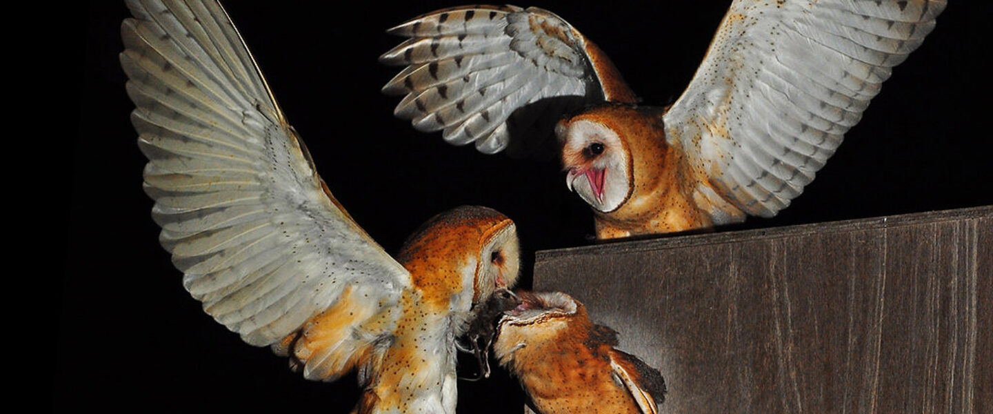 Barn owls, London