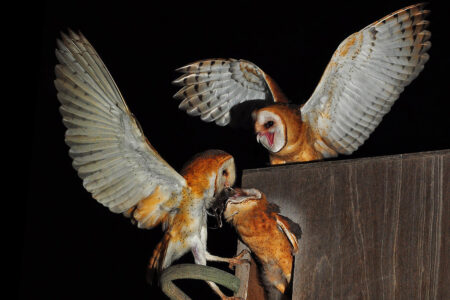 Barn owls, London