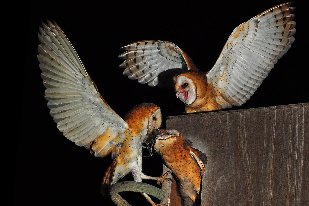 Barn owls, London