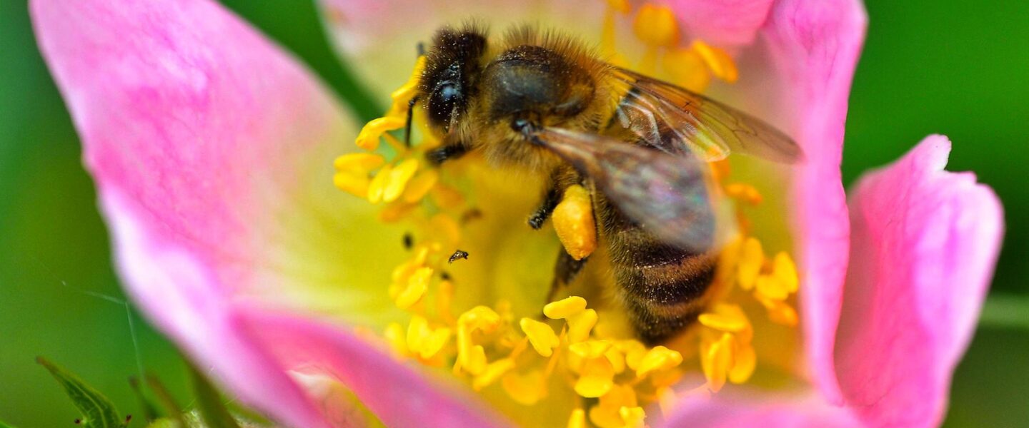 science, nature, honeybees, world's food supply, truck accident, Washington State, rescue