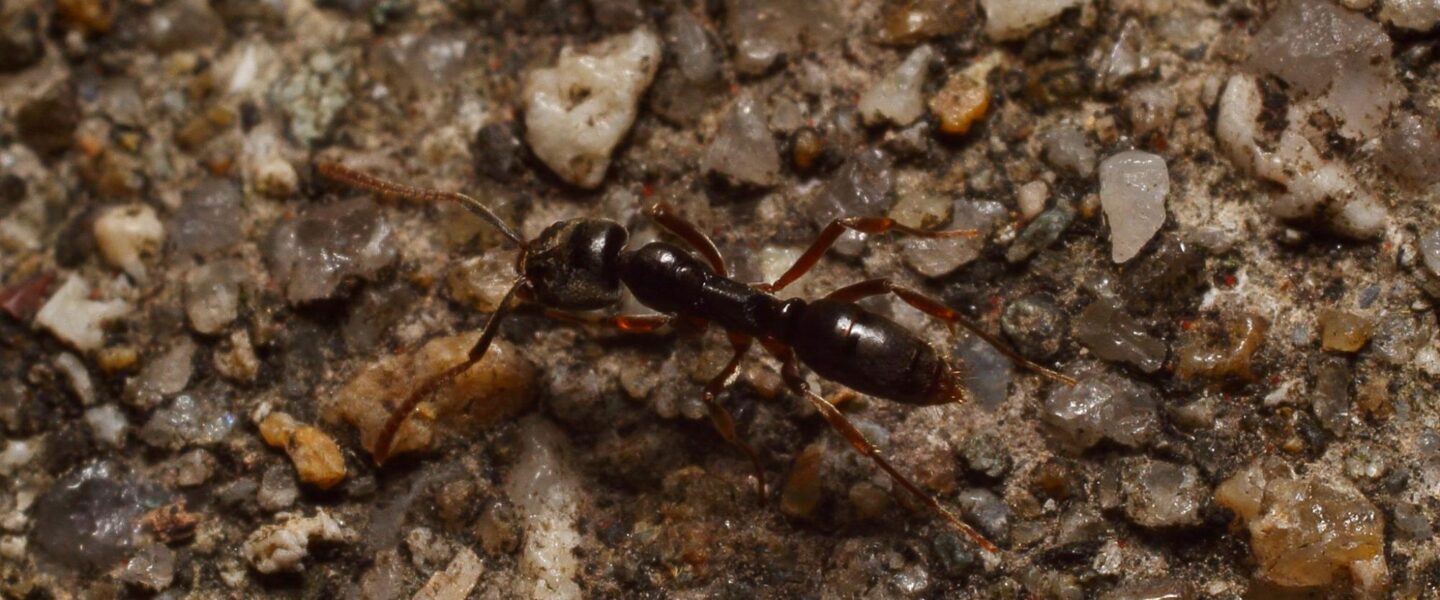 science, nature, insects, Asian needle ant, U.S., warning