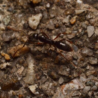 science, nature, insects, Asian needle ant, U.S., warning