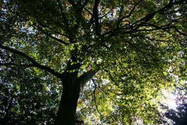 science, nature, NYC trees, beech leaf disease battle, ingenuity