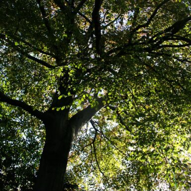 science, nature, NYC trees, beech leaf disease battle, ingenuity