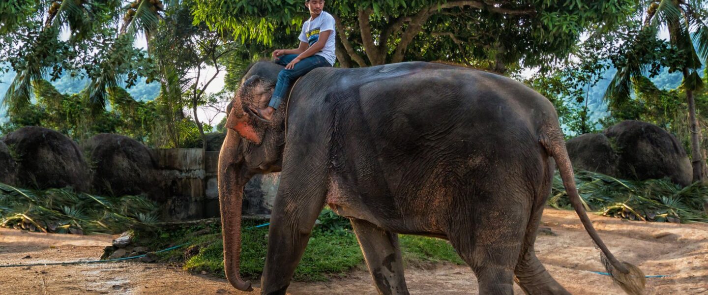 nature, mammals, Thailand, wild elephant, peaceful snack attack