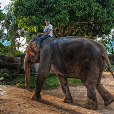 nature, mammals, Thailand, wild elephant, peaceful snack attack