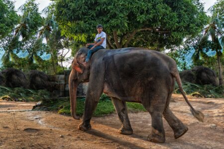 nature, mammals, Thailand, wild elephant, peaceful snack attack