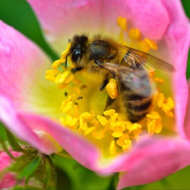 science, nature, honeybees, world's food supply, truck accident, Washington State, rescue