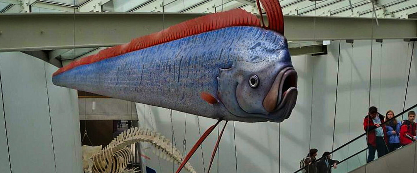 nature, biodiversity, marine life, Tasmania, 'doomsday fish' discovery