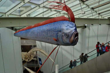 nature, biodiversity, marine life, Tasmania, 'doomsday fish' discovery
