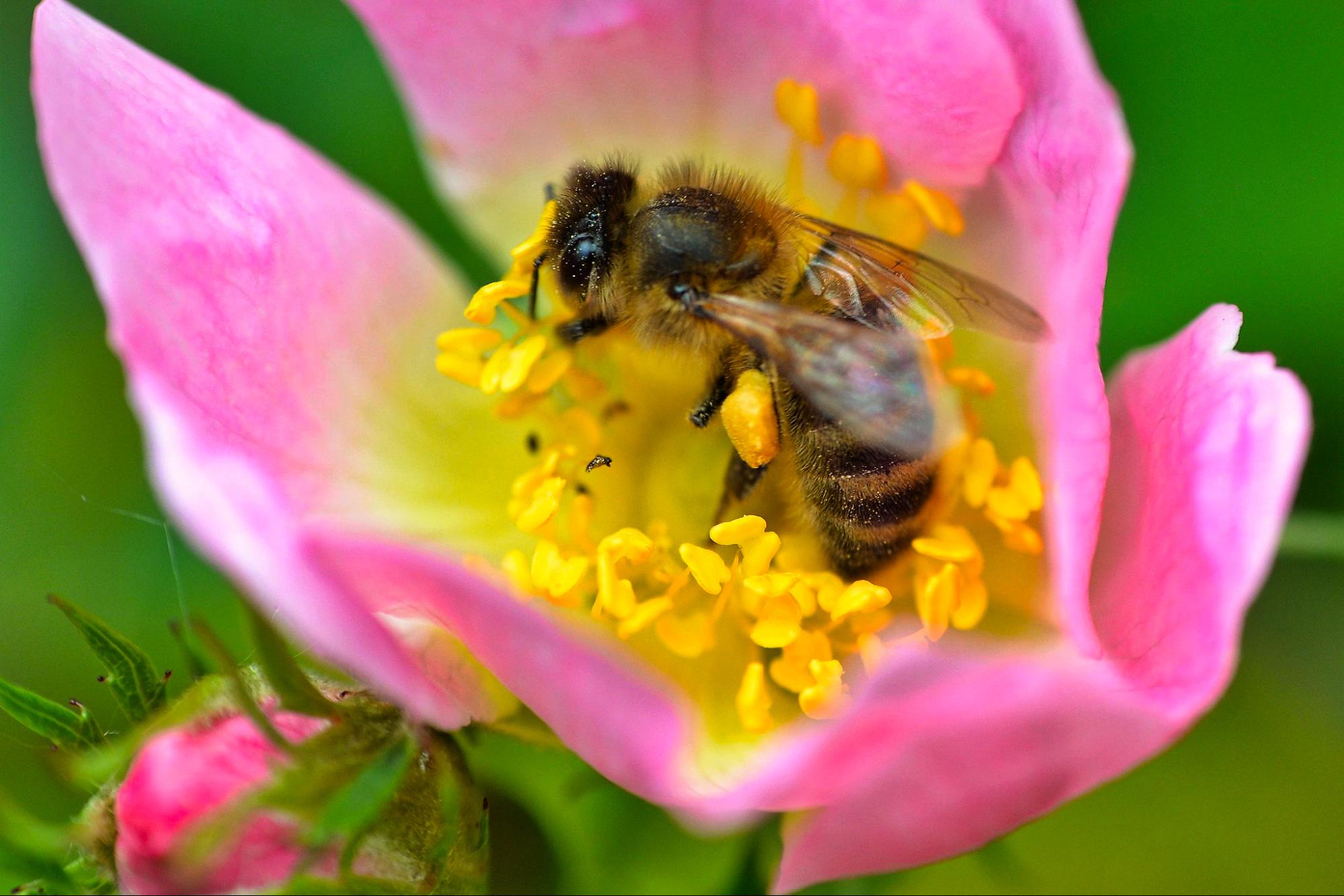 science, nature, honeybees, world's food supply, truck accident, Washington State, rescue