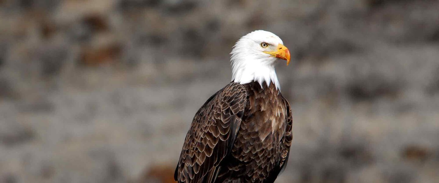 banded, bald eagle