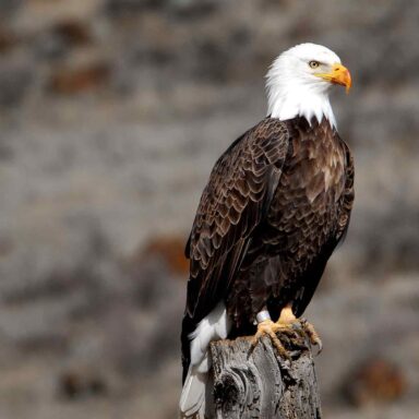 banded, bald eagle
