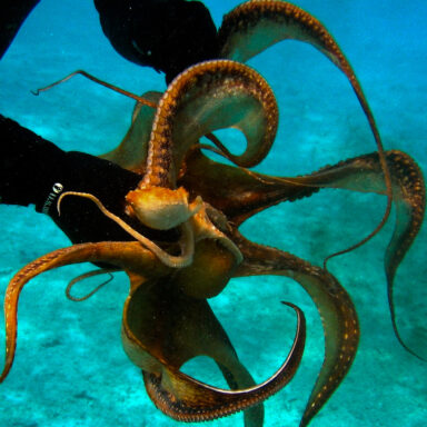 science, oceans, biodiversity, evolution, octopuses, early dominance