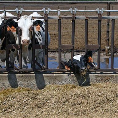 Exhausted dairy calf
