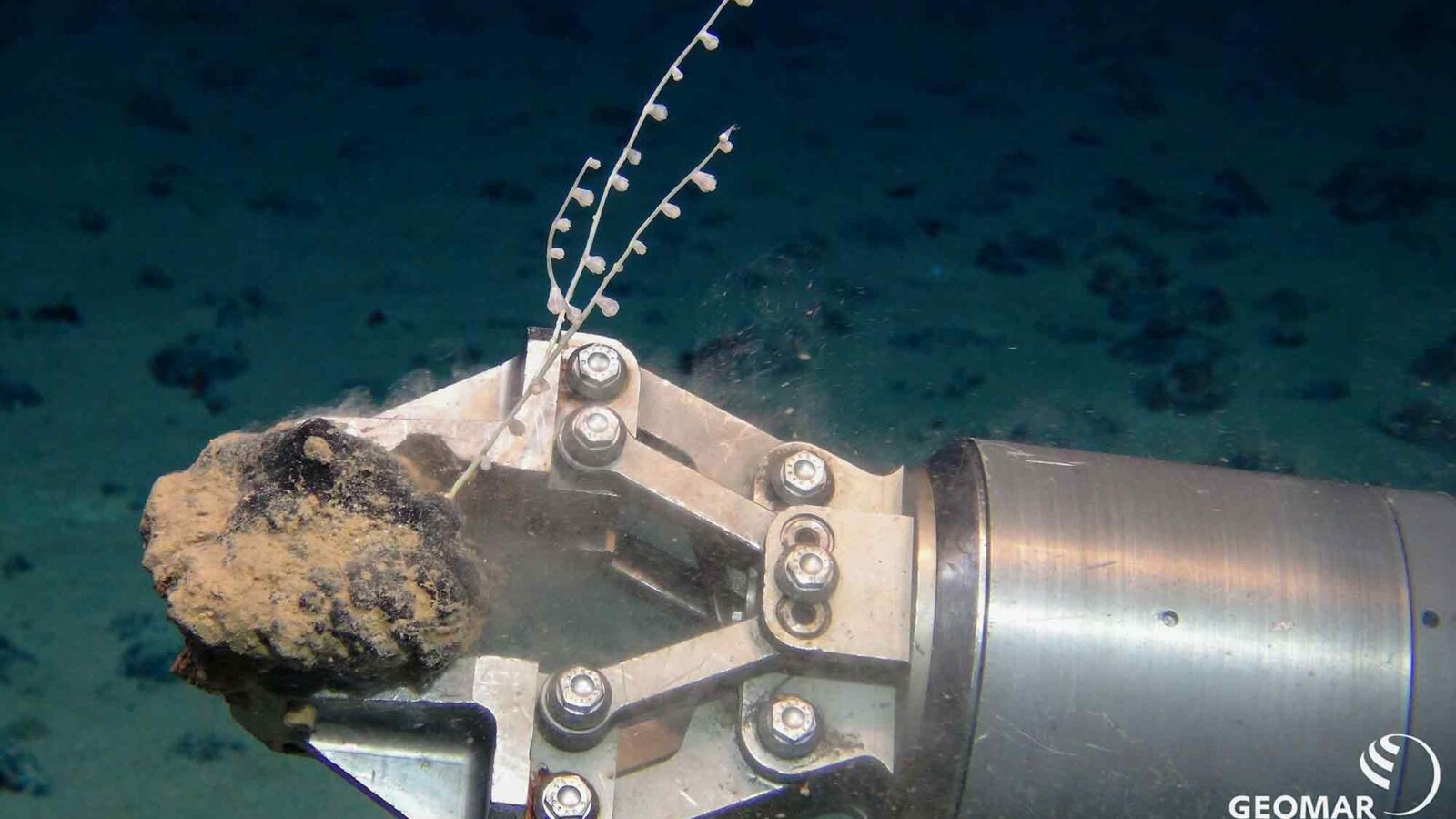 Trump’s Deep-Sea Mining Order Will Likely Impact Gulf Coast States, Biodiversity