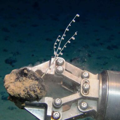 Deep Sea Mining, ROV KIEL 6000 during expedition SO268