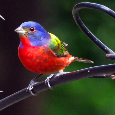 science, nature, songbirds, plumage, vibrancy, optical trick