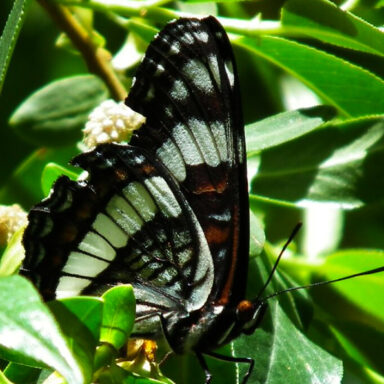 science, nature, insects, butterfliy population, superlative summer, analysis