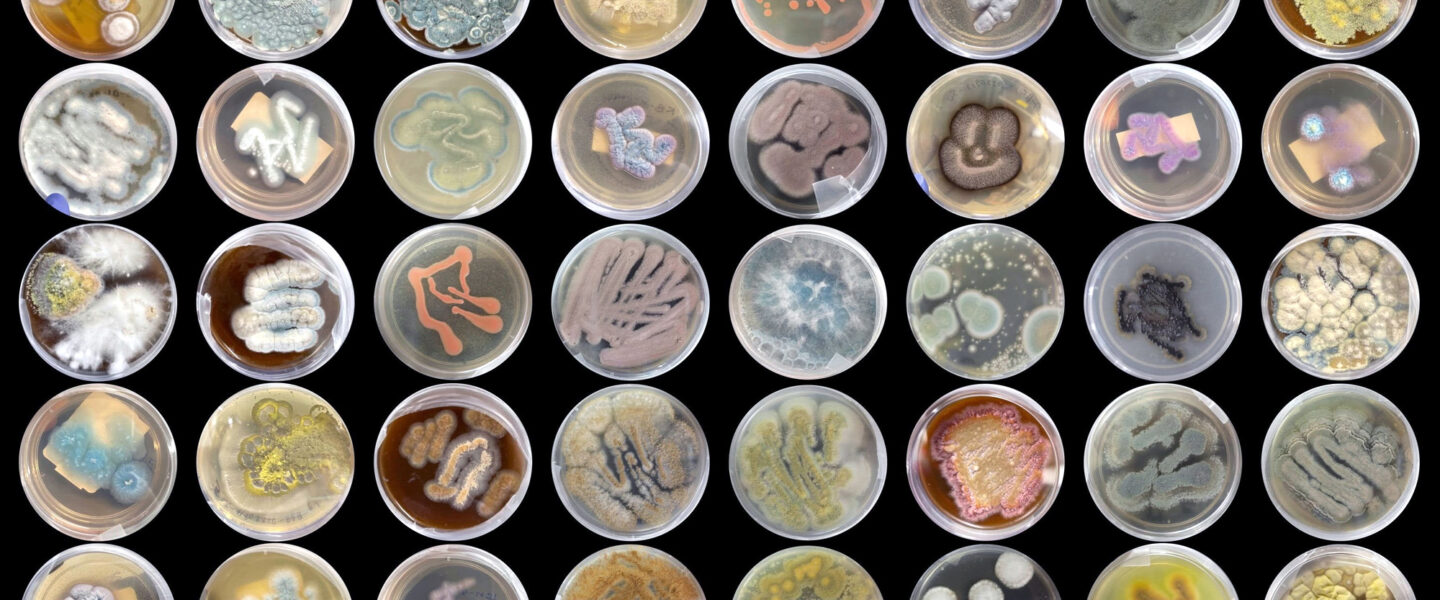 Marine Fungi