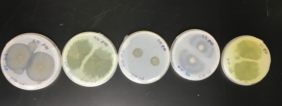 Marine Fungi