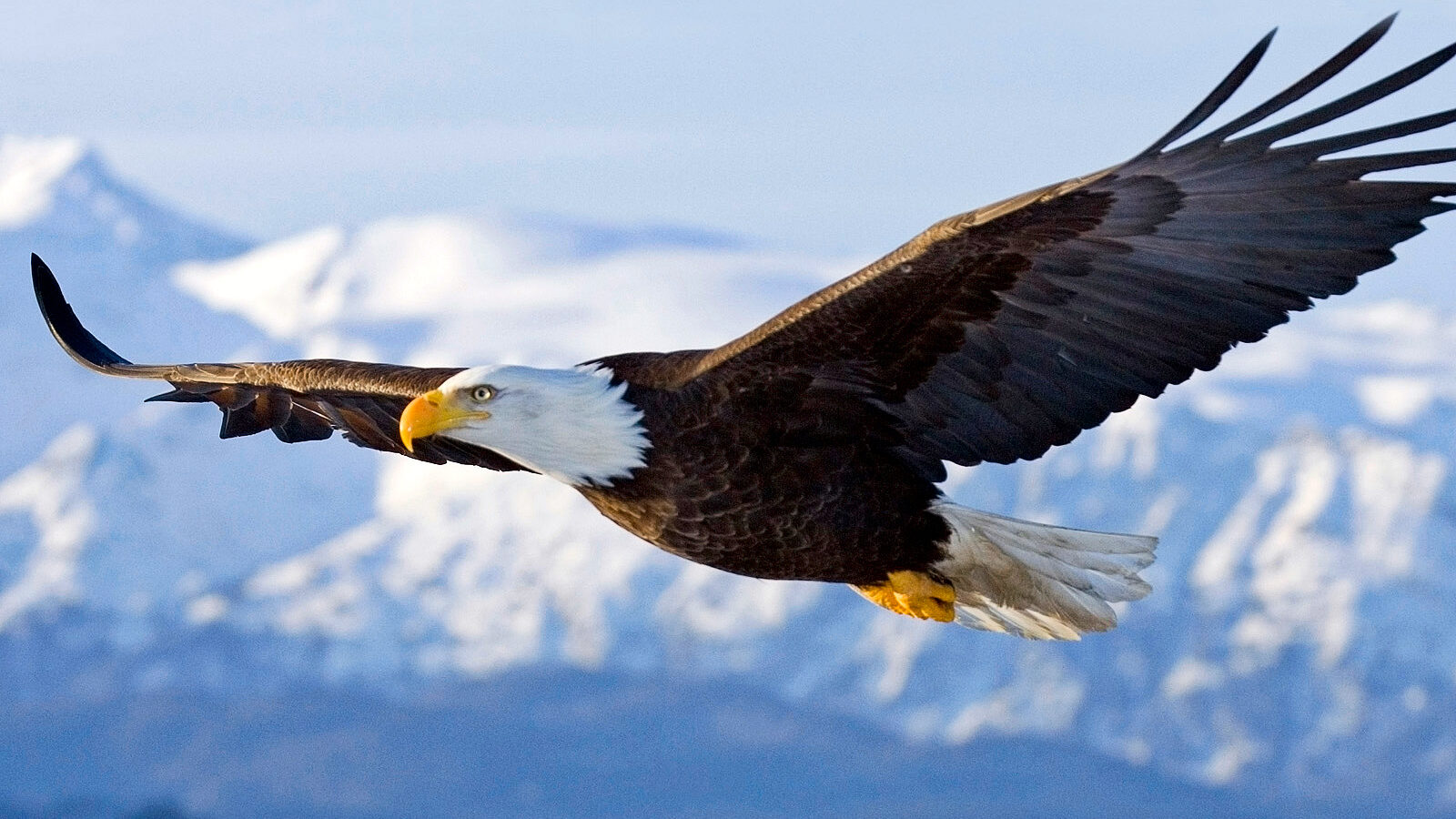 Birds of Prey Inspiring New Type of Drone