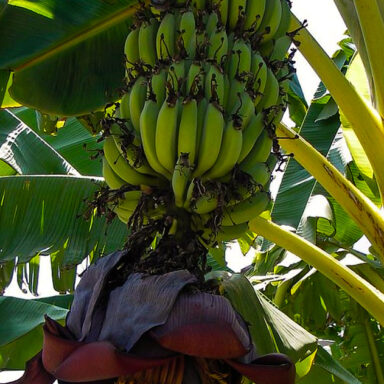 climate crisis, global warming, flora, food supply, tree disease, bananas