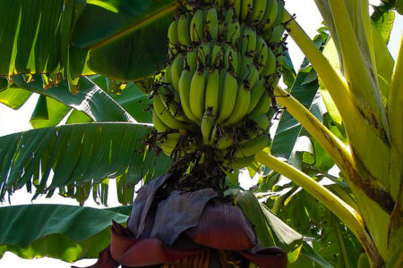 climate crisis, global warming, flora, food supply, tree disease, bananas