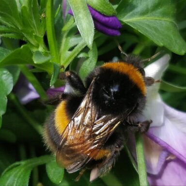 science, nature, insects, bees, diet research, discovery