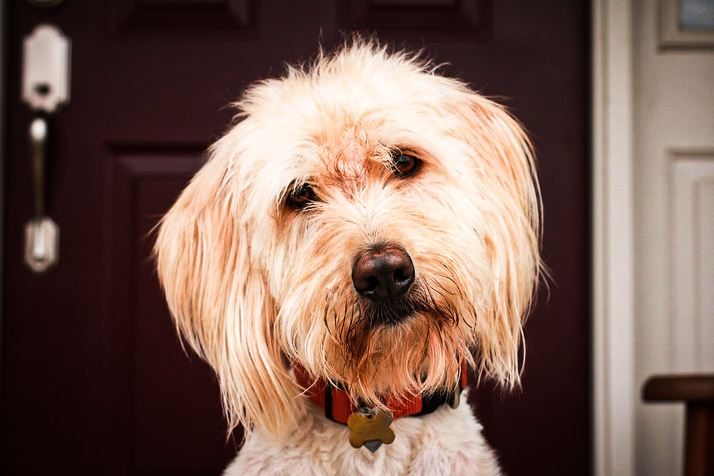 science, nature, dogs, brain, evolution, ability to read people