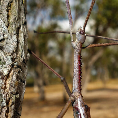 science, nature, biodiversity, bug species discovery, Australia, 16-inch stick insect