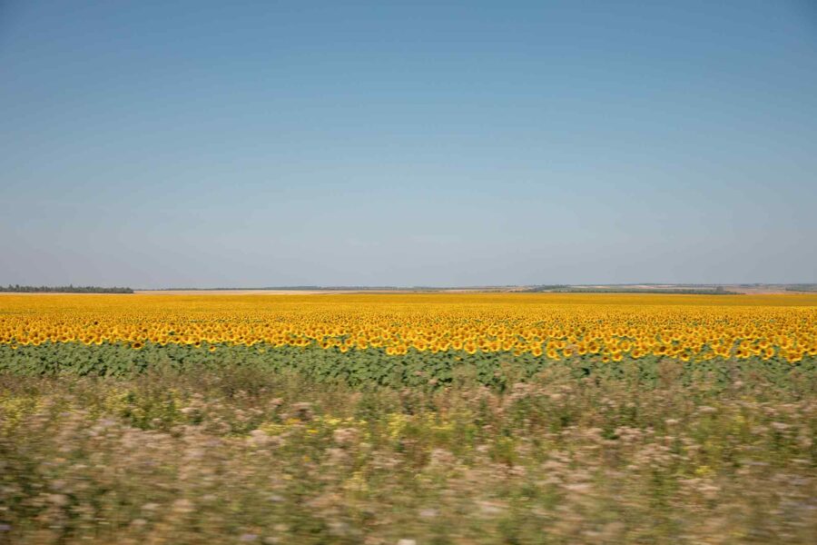 sunflower fields, Donbas