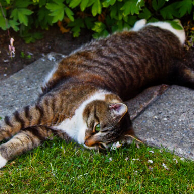 science, nature, feline behavior, grass ingestion, hairballs, new theory