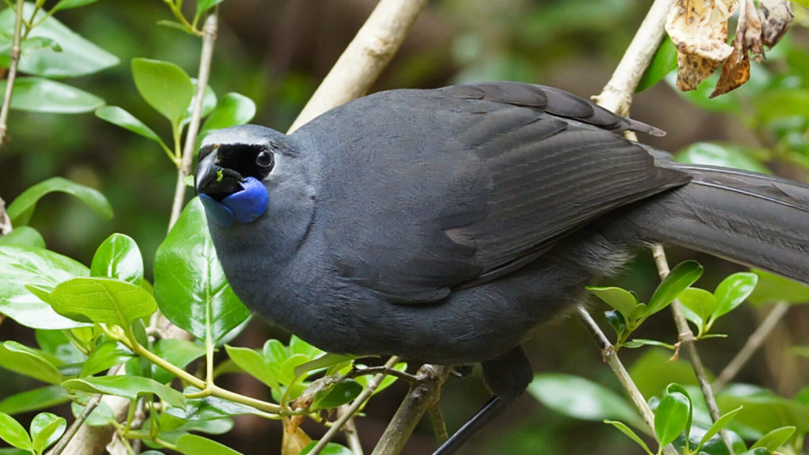 To Save Its Rare Birds, New Zealand Is Relying on Nation of Backyard Trappers