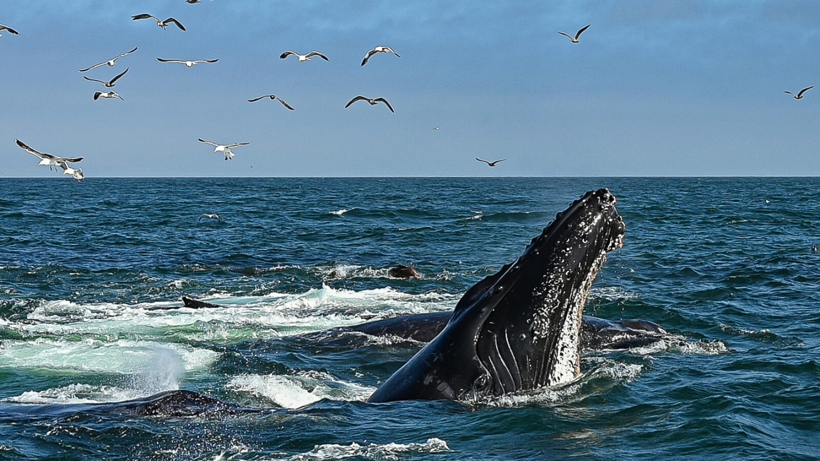 Hundreds of Young Whales On Collision Course With NYC Marine Traffic