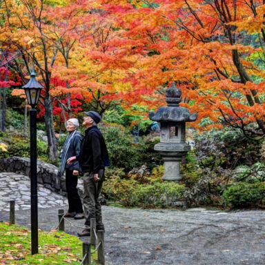 science, nature, flora, U.S. Northeast, fall foliage, drought effects